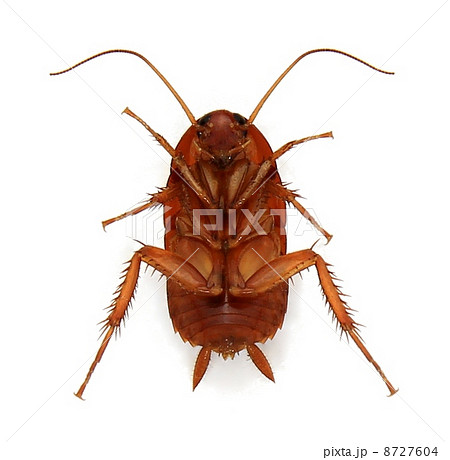 ゴキブリ 幼虫腹側 の写真素材 8727604 Pixta