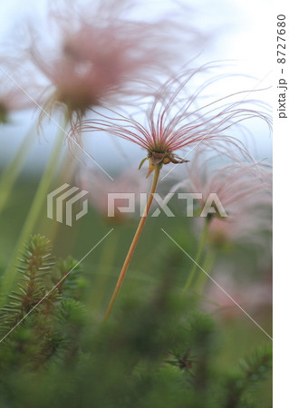 チングルマ２ 8727680