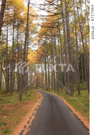 武田信玄が造った古道 棒道(ぼうみち) 武田信玄が造った古道 棒道(ぼうみち) 8727964