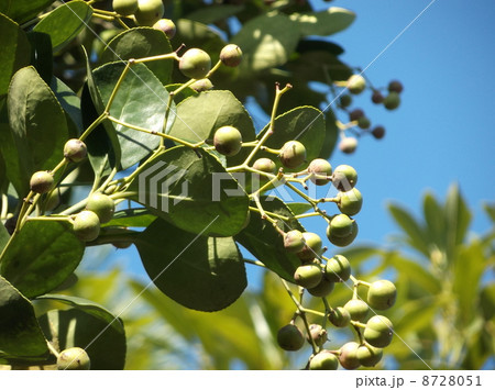 もう直ぐ裂開して橙赤色の仮種皮におおわれた種子を出す未熟なマサキの実 8728051