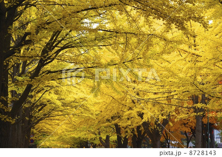 北海道大学　イチョウ並木　紅葉　札幌市 8728143