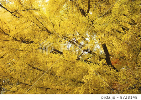 北大　銀杏並木の紅葉 8728148