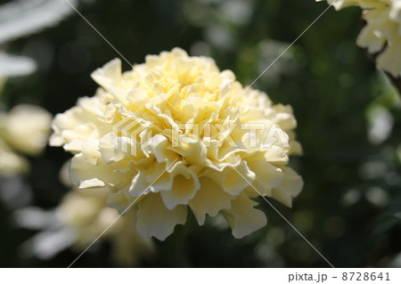 マリーゴールド　キリマンジャロホワイト 8728641