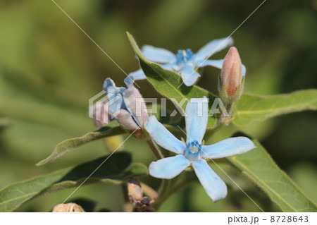 オキシペタラム 8728643