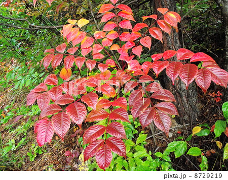 山の紅葉のアクセントはウルシの葉 8729219