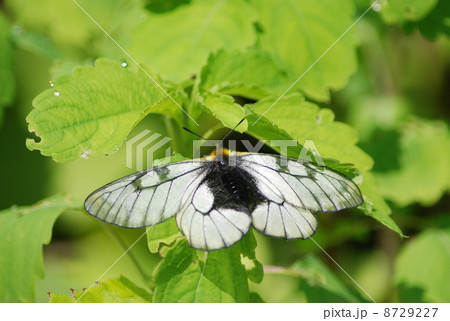 ウスバシロチョウ ウスバシロチョウ 8729227