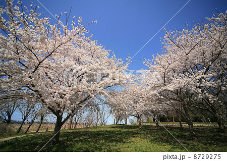 鳥屋野潟スポーツ公園の桜 鳥屋野潟スポーツ公園の桜 8729275