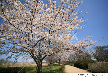 鳥屋野潟スポーツ公園の桜 8729276