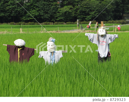 カカシ祭りのカカシ 8729323