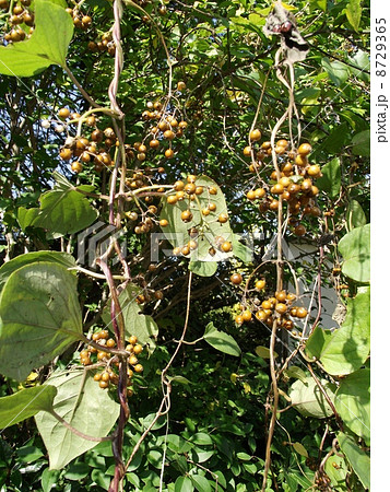 ヘクソカズラの実が風に揺れています ヘクソカズラの実が風に揺れています 8729365