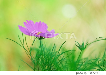 コスモス 8729366