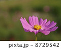 コスモス 8729542
