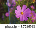 コスモス 8729543