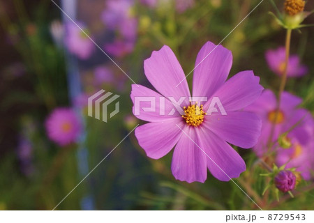コスモス 8729543