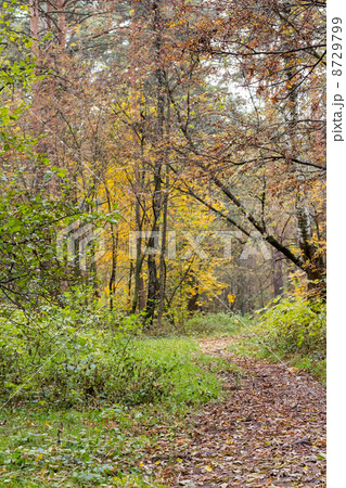 The road in the autumn wood The road in the autumn wood 8729799