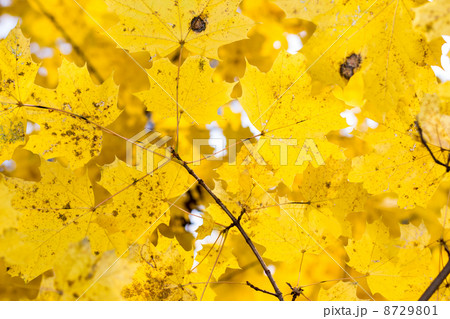 Autumn maple leaves in the wood Autumn maple leaves in the wood 8729801