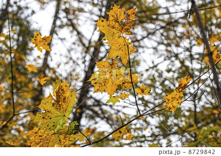 Autumn maple leaves 8729842