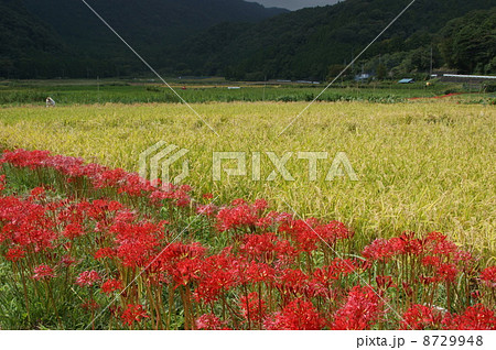 彼岸花 彼岸花 8729948