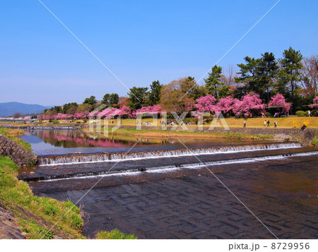 京都・半木の道の桜 京都・半木の道の桜 8729956