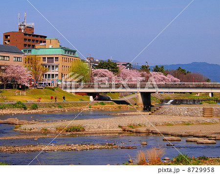 春の鴨川デルタ 8729958