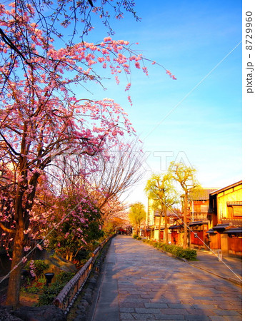 京都・祇園白川の桜 8729960
