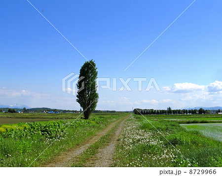 晴天の中の一本道の一本木 8729966