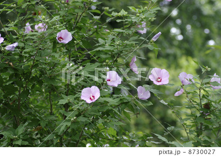 フヨウの花 8730027