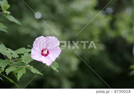 フヨウの花 8730028