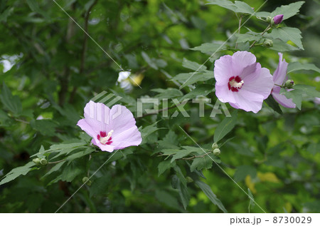 フヨウの花 8730029