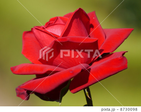 旧古河庭園の赤薔薇 8730098