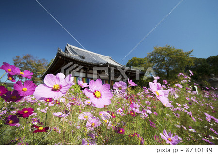 般若寺　十三重石塔　コスモス 8730139