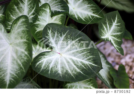 カラジウム「アーロン」 カラジウム「アーロン」 8730192