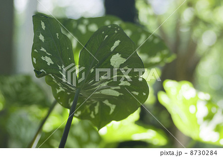 カラジウム「ヒロビューティ」 カラジウム「ヒロビューティ」 8730284