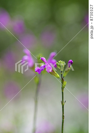 チェリーセージ チェリーセージ 8730327