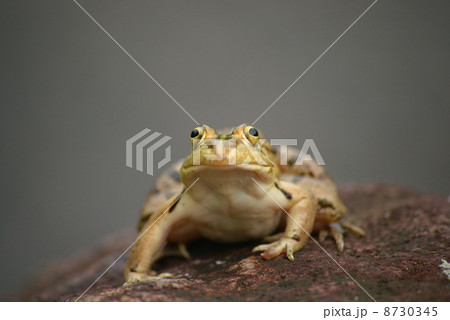 トノサマガエル トノサマガエル 8730345