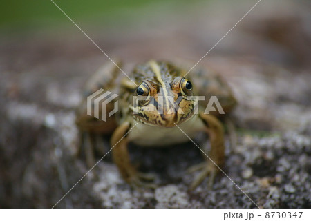 トノサマガエル 8730347