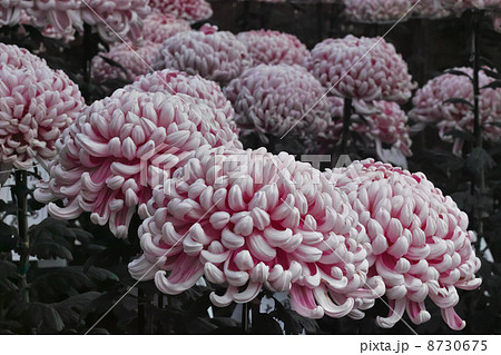 紫な菊 8730675