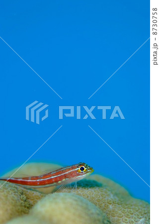 タテジマヘビギンポ タテジマヘビギンポ 8730758