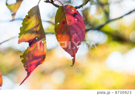 桜の紅葉 8730923