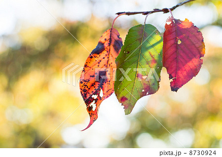 桜の紅葉 8730924
