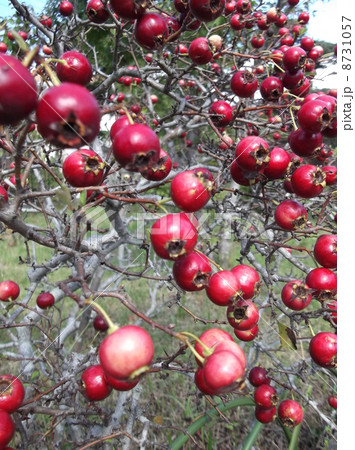 セイヨウサンザシに赤い実がなりました 8731057