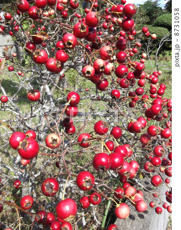 セイヨウサンザシに赤い実がなりましたの写真素材