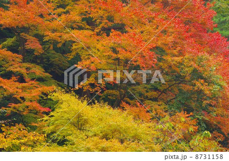 南阿蘇村 垂玉温泉の紅葉 南阿蘇村 垂玉温泉の紅葉 8731158