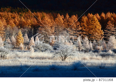 秋霜の小田代原 秋霜の小田代原 8731168