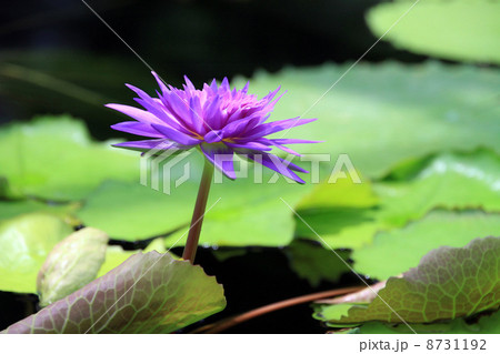スイレン 8731192
