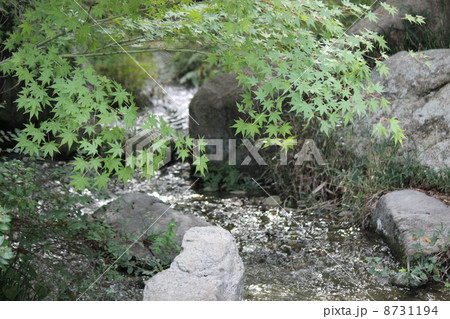 せせらぎ 8731194