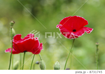 赤いヒナゲシ 8731745