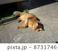 外はたのしいな～ 8731746
