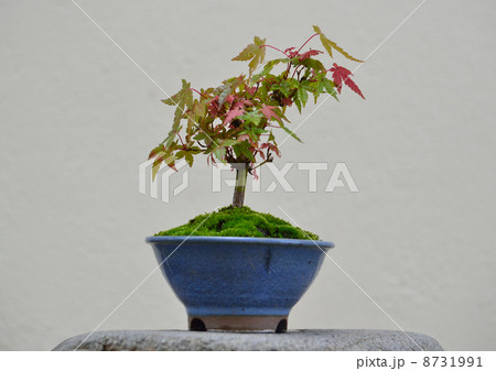 盆栽 8731991