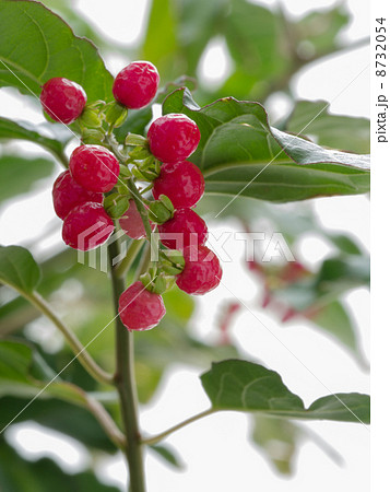 数珠珊瑚の赤い実 数珠珊瑚の赤い実 8732054